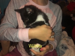 Wilma 1