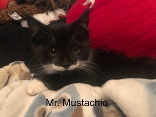 Mr Mustachio detail page