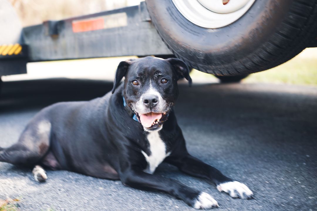 Coupe, an adoptable Labrador Retriever in Valdosta, GA, 31601 | Photo Image 3
