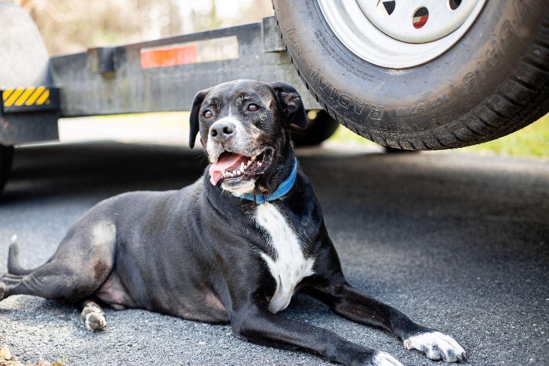 Coupe, an adoptable Labrador Retriever in Valdosta, GA, 31601 | Photo Image 4