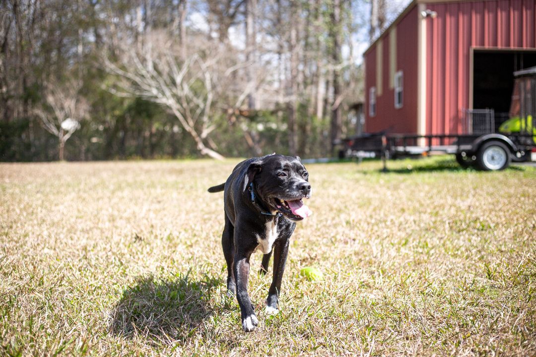Coupe, an adoptable Labrador Retriever in Valdosta, GA, 31601 | Photo Image 5