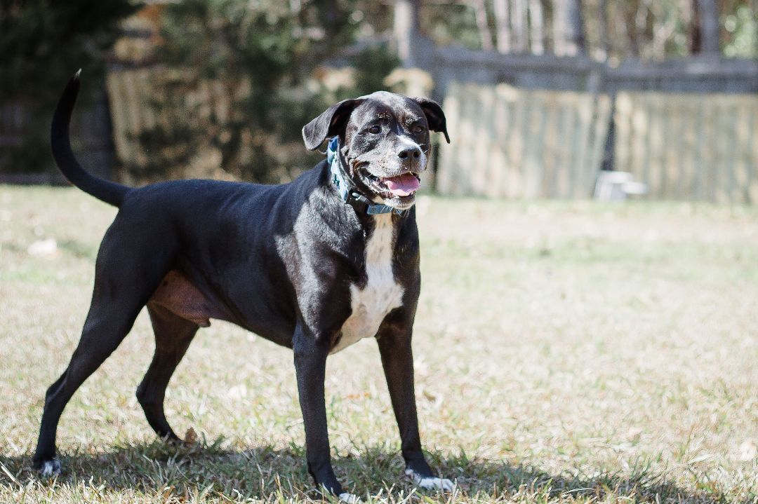 Coupe, an adoptable Labrador Retriever in Valdosta, GA, 31601 | Photo Image 6