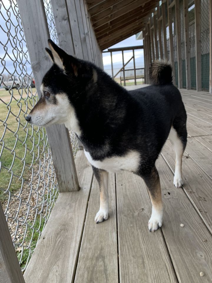 Dog For Adoption Rajah A Shiba Inu In Brookings Sd