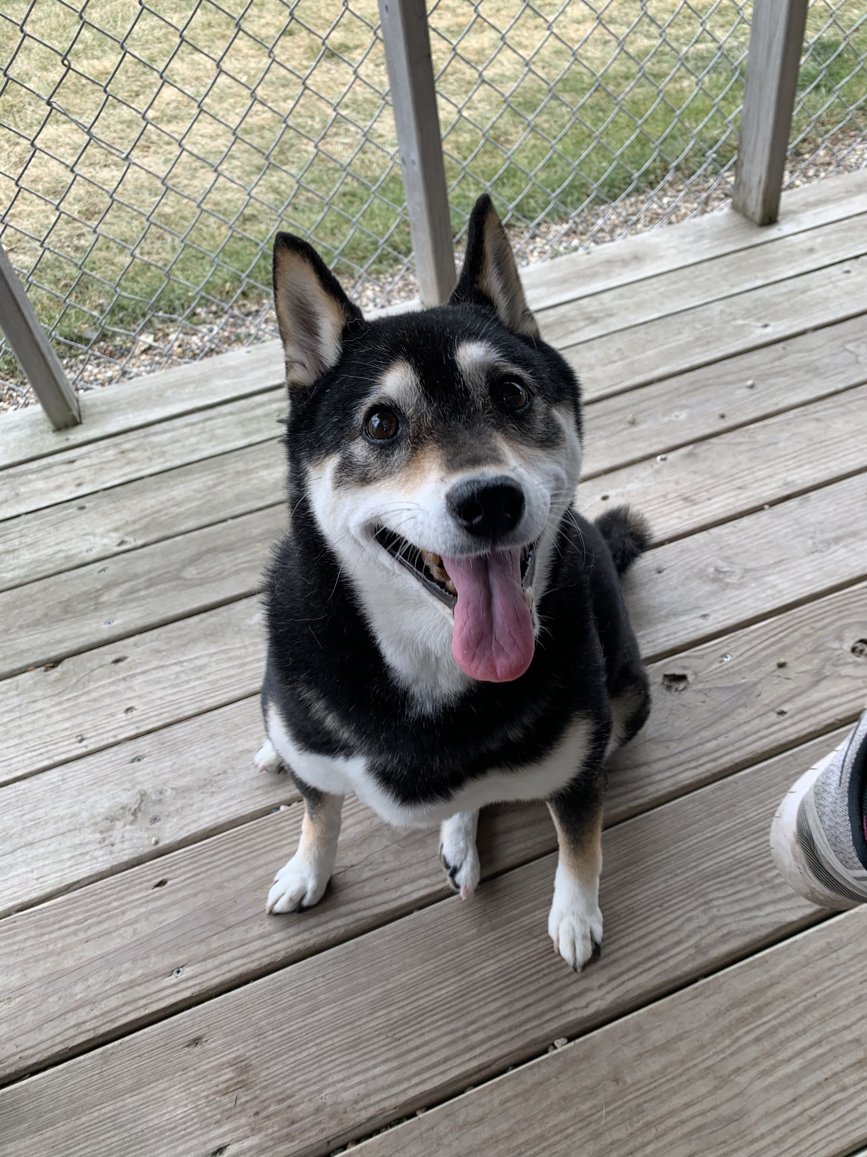Dog For Adoption Rajah A Shiba Inu In Brookings Sd
