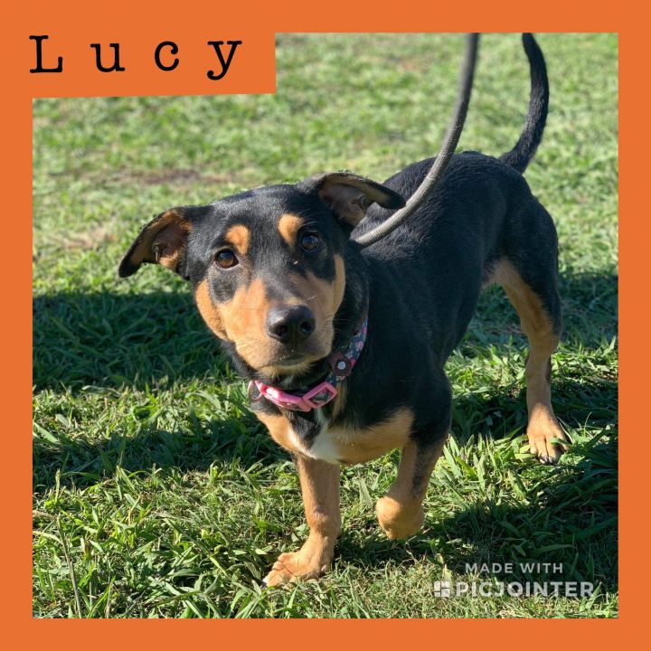 lucy 1