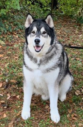 Dog For Adoption Cody An Alaskan Malamute Husky Mix In