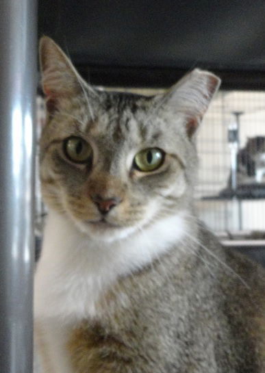 Lyric, an adoptable Domestic Short Hair in Massapequa, NY, 11758 | Photo Image 1