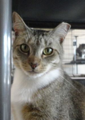 Lyric, Adult Female unknown