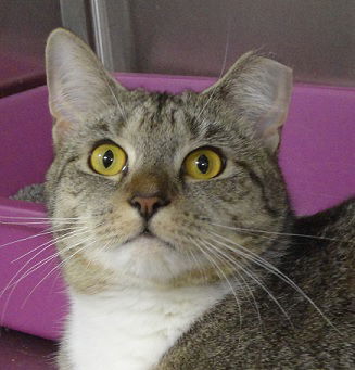 Lyric, an adoptable Domestic Short Hair in Massapequa, NY, 11758 | Photo Image 2