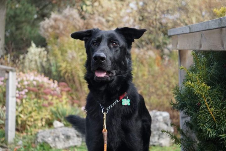 Dog For Adoption Pirate A German Shepherd Dog In Toronto On