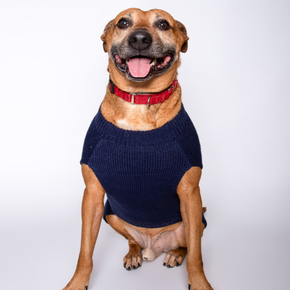 Dyno, an adoptable Terrier in North Miami Beach, FL, 33160 | Photo Image 1