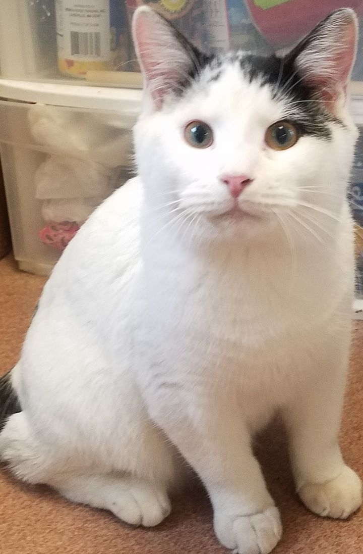 Cat For Adoption Teddy Bear A British Shorthair Turkish Van