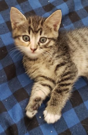 Bowie