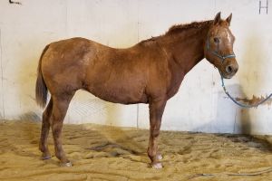Auburn, Senior Female unknown