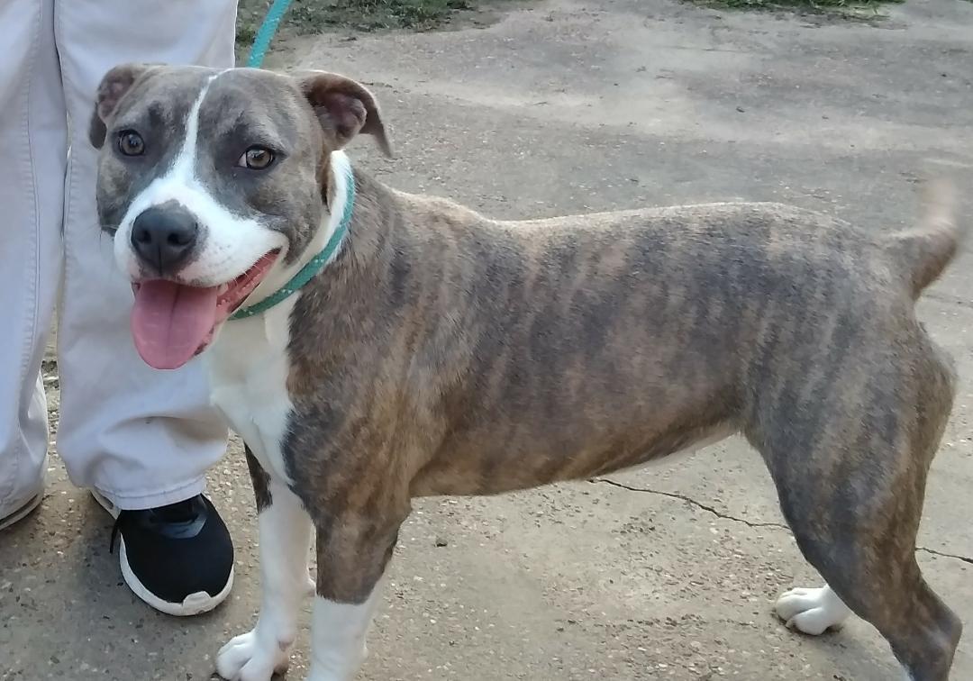 Kirksey, an adoptable American Staffordshire Terrier in Silsbee, TX, 77656 | Photo Image 3