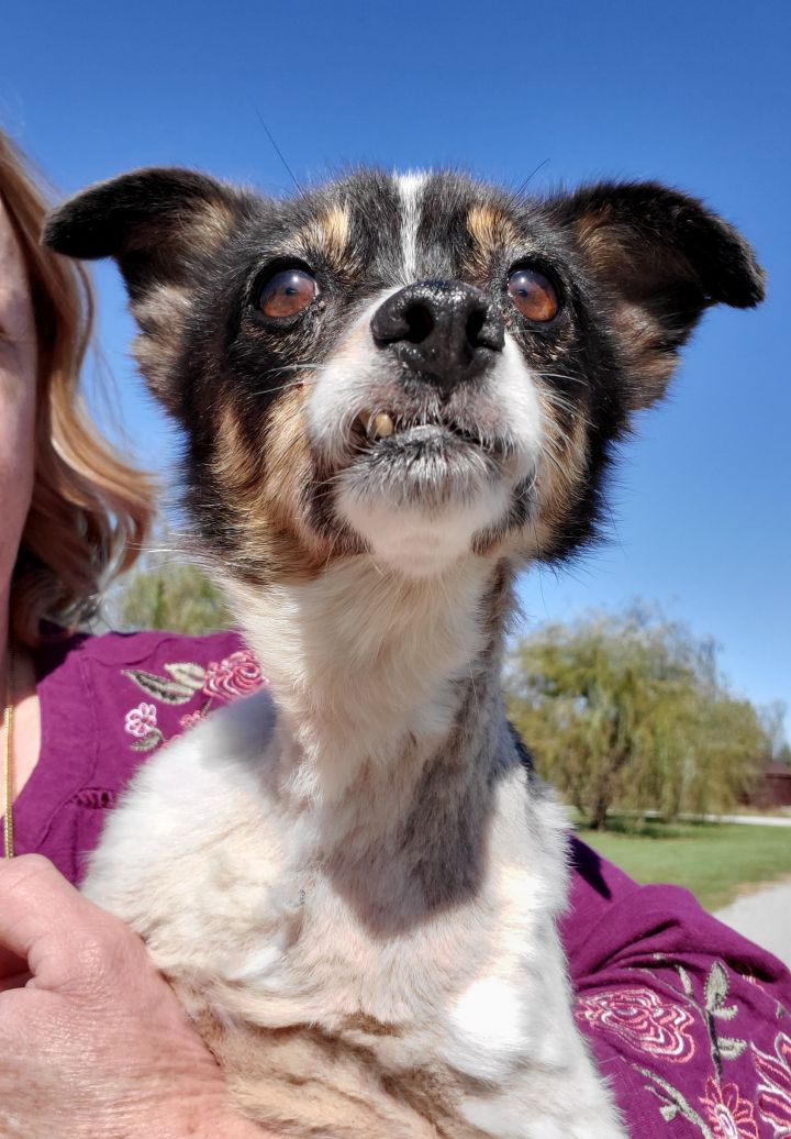 Dog For Adoption Trina A Rat Terrier Maltese Mix In Terre