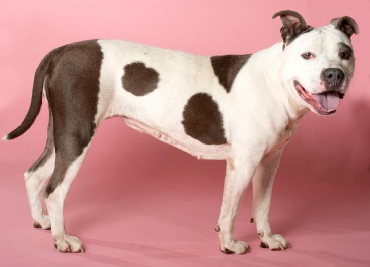 Mookie, an adoptable Pit Bull Terrier, American Staffordshire Terrier in Valparaiso, IN, 46385 | Photo Image 2