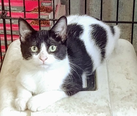 Bull, an adoptable American Shorthair in San Antonio, TX, 78264 | Photo Image 1