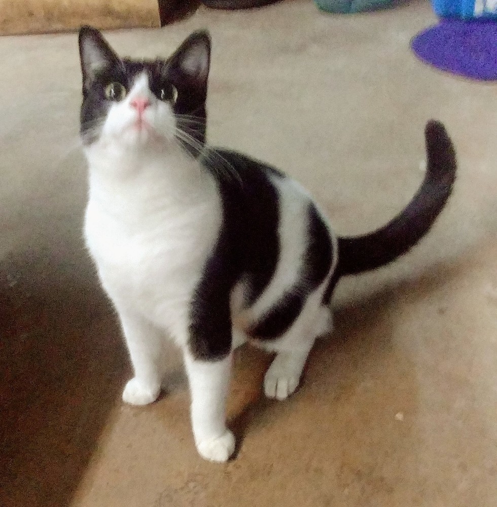 Bull, an adoptable American Shorthair in San Antonio, TX, 78264 | Photo Image 3