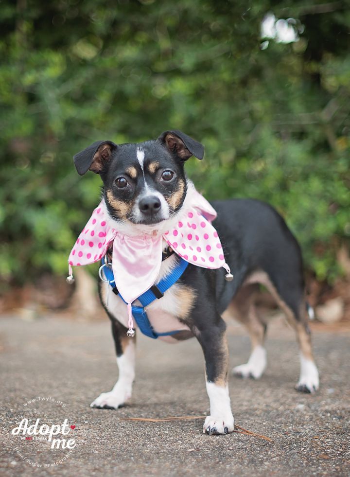 Gia, an adopted Dachshund & Chihuahua Mix in Kingwood, TX_image-4