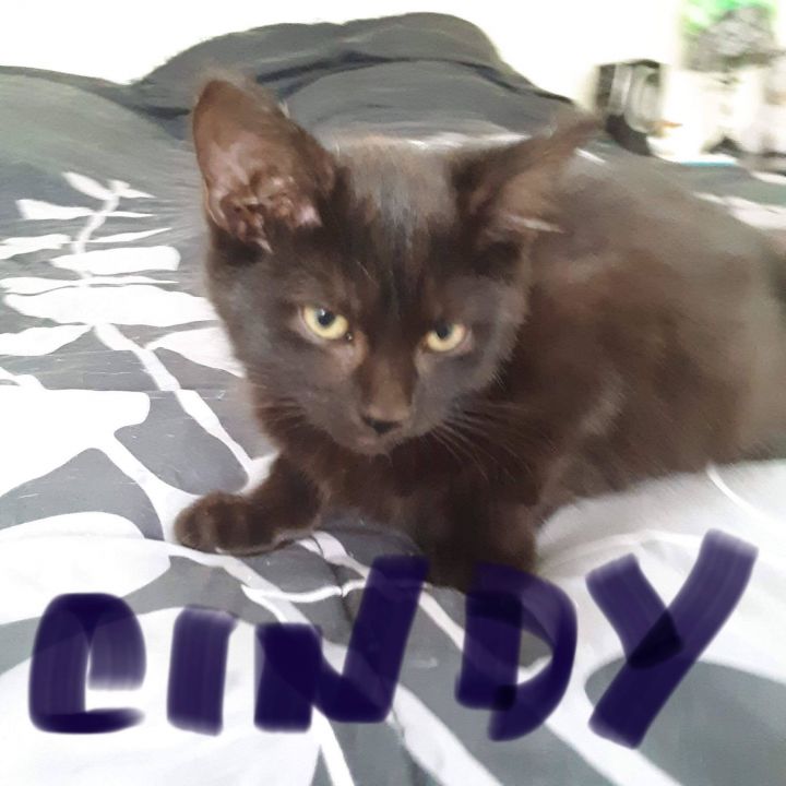 Cindy Bear 1