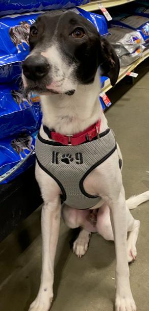 Dog For Adoption Otis An Italian Greyhound Whippet Mix In
