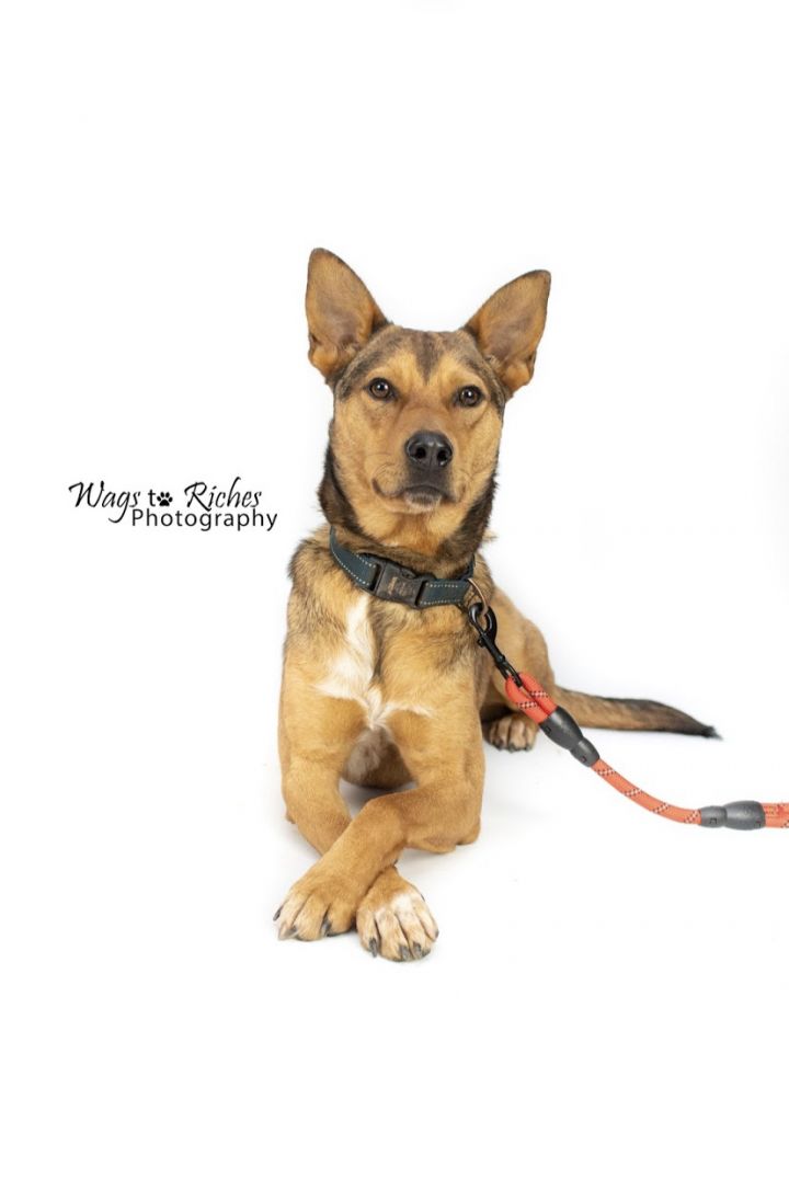 Mater, an adopted German Shepherd Dog & Australian Cattle Dog / Blue Heeler Mix in Tuscaloosa, AL_image-2