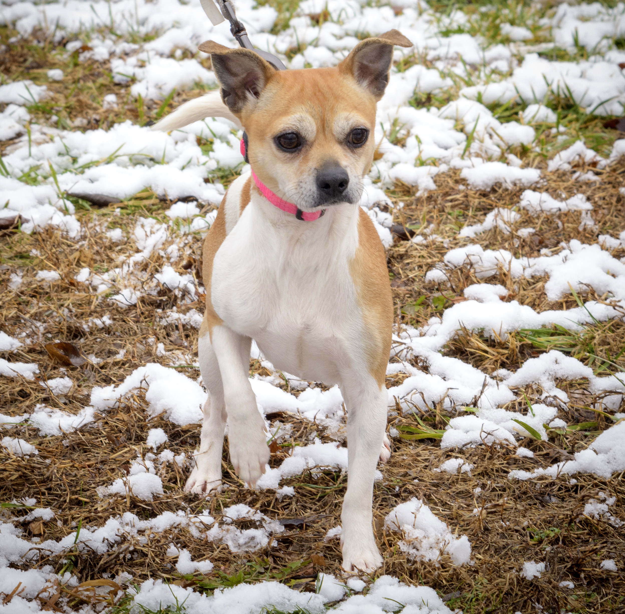 Lolly, an adoptable Jack Russell Terrier, Chihuahua in Lambertville, NJ, 08530 | Photo Image 1