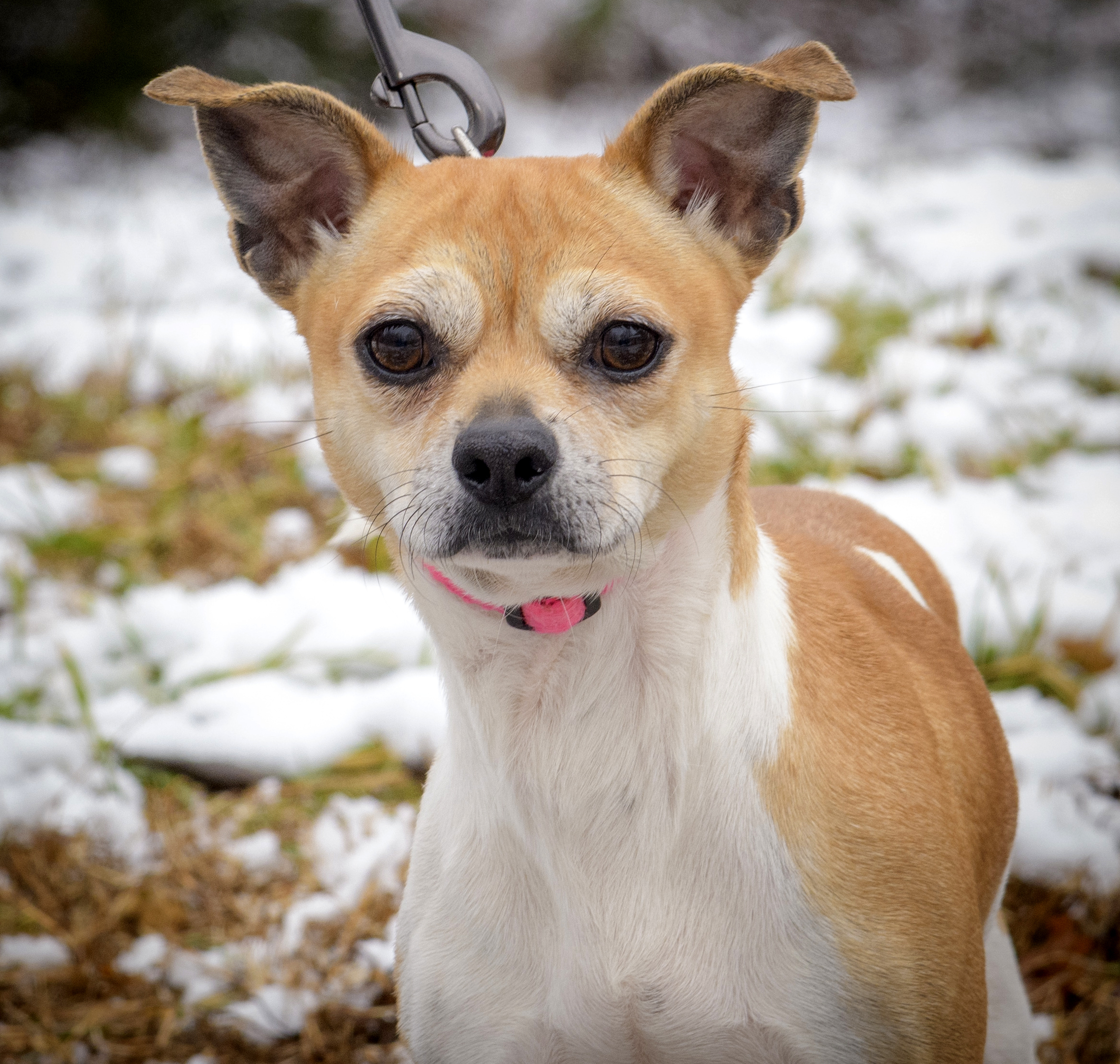 Lolly, an adoptable Jack Russell Terrier, Chihuahua in Lambertville, NJ, 08530 | Photo Image 2