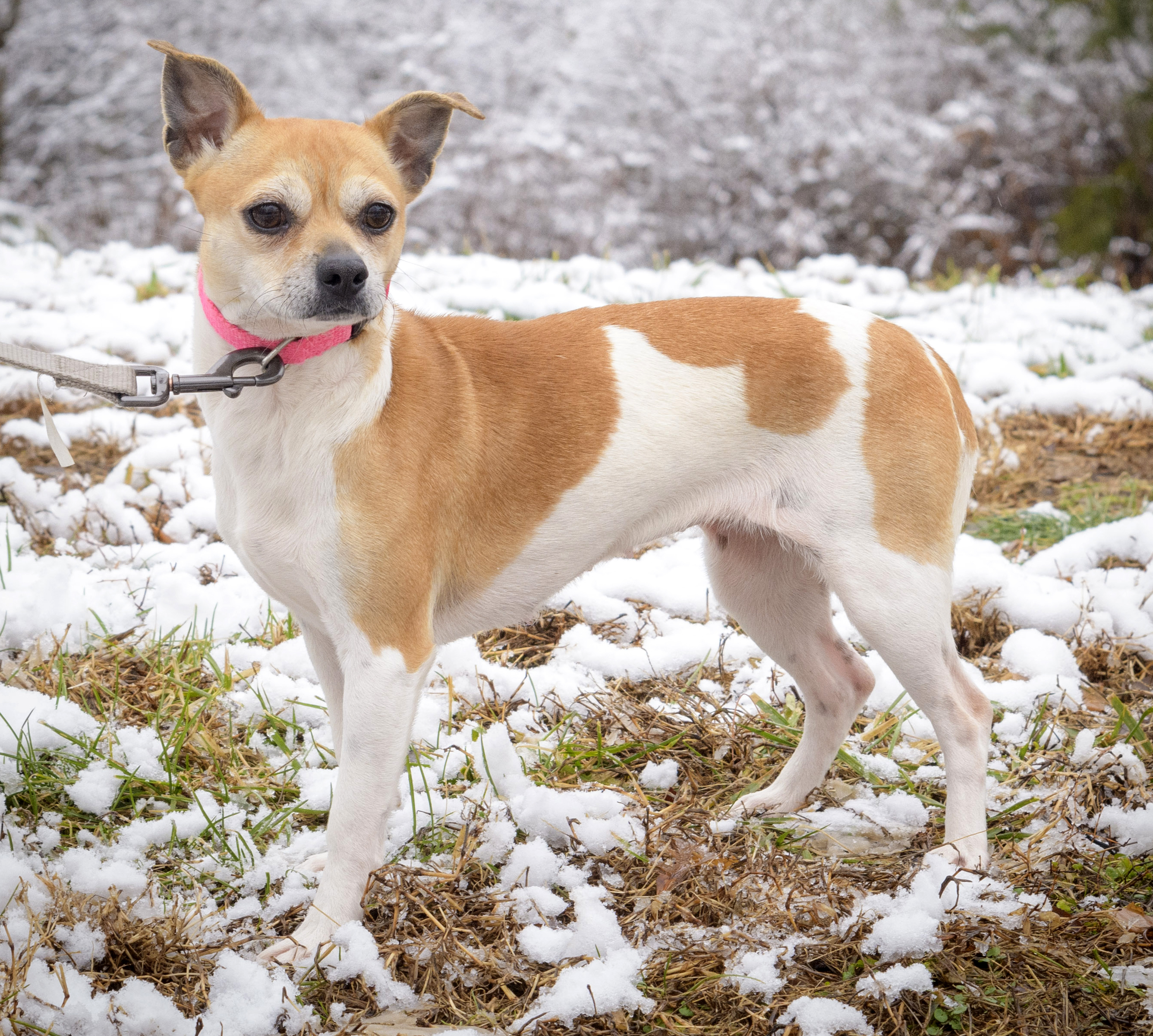 Lolly, an adoptable Jack Russell Terrier, Chihuahua in Lambertville, NJ, 08530 | Photo Image 3