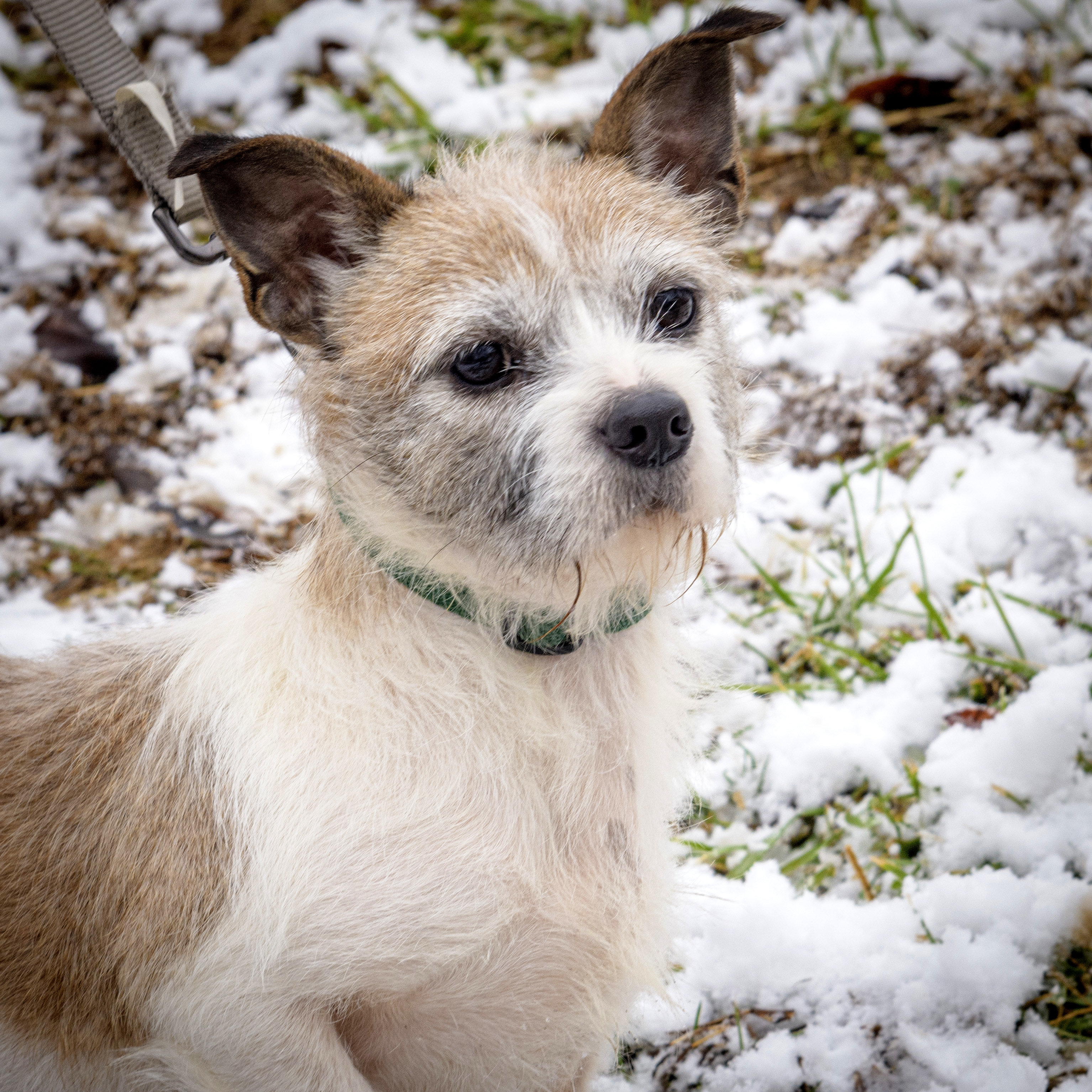 Lolly, an adoptable Jack Russell Terrier, Chihuahua in Lambertville, NJ, 08530 | Photo Image 4