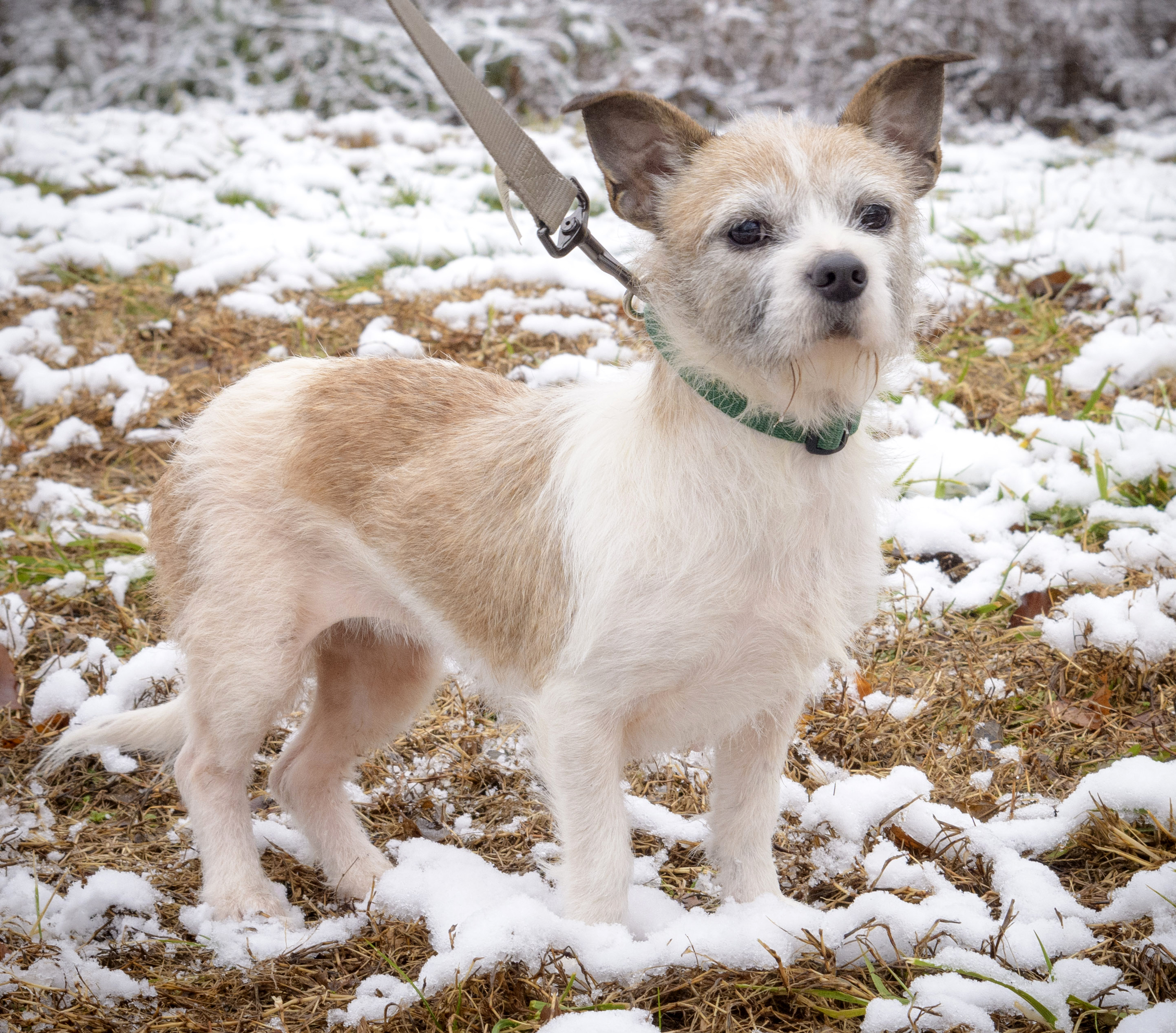 Lolly, an adoptable Jack Russell Terrier, Chihuahua in Lambertville, NJ, 08530 | Photo Image 5