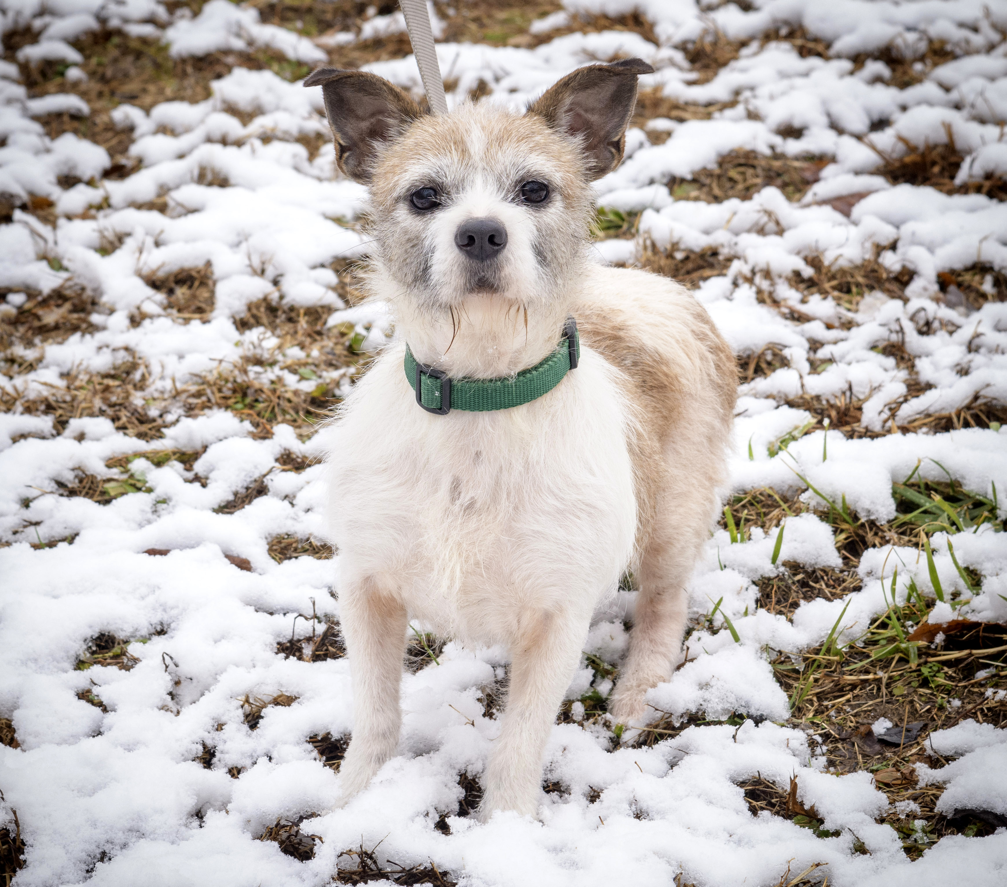 Lolly, an adoptable Jack Russell Terrier, Chihuahua in Lambertville, NJ, 08530 | Photo Image 6