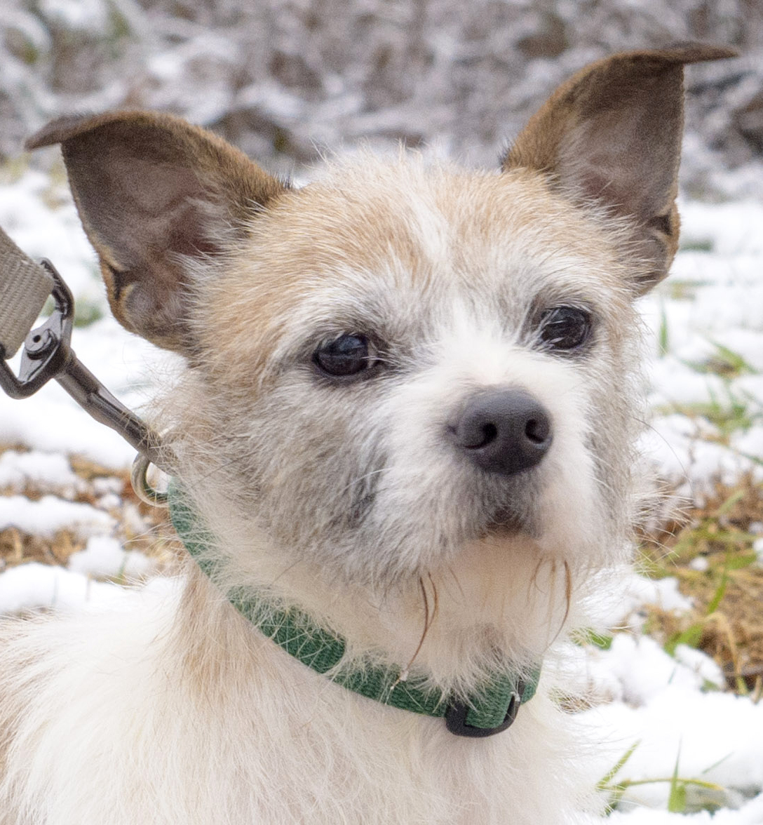 Moxie, an adoptable Wirehaired Terrier, Jack Russell Terrier in Lambertville, NJ, 08530 | Photo Image 1