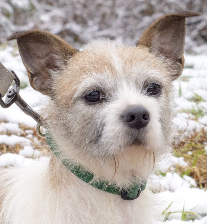 Dog for adoption - Moxie, a Wirehaired Terrier & Jack Russell Terrier Mix  in Lambertville, NJ | Petfinder