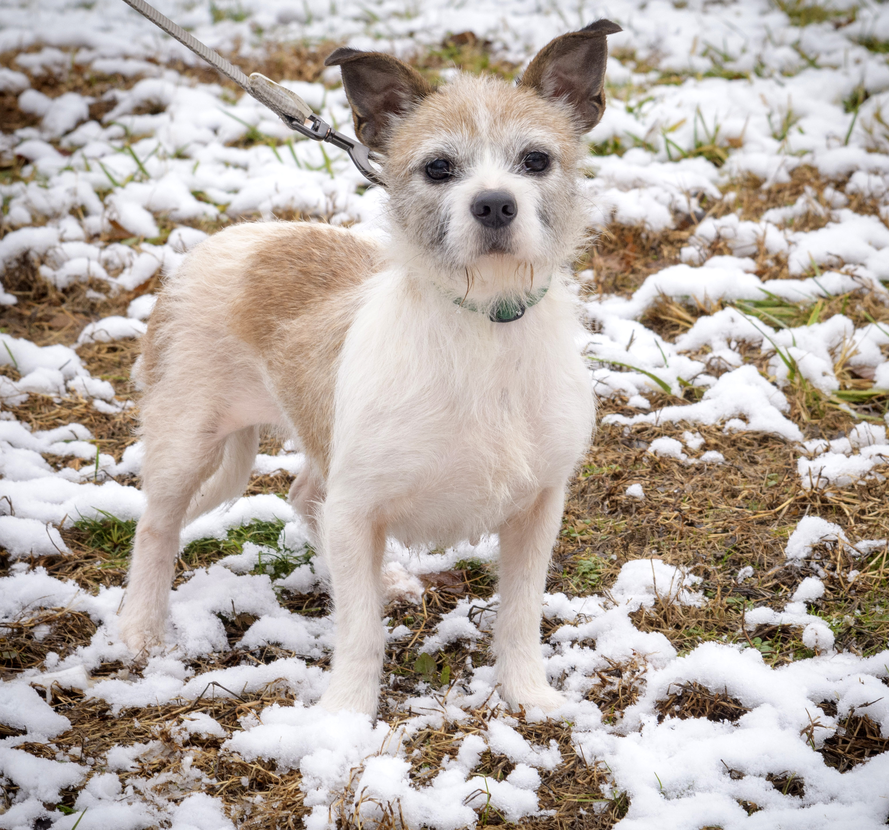 Moxie, an adoptable Wirehaired Terrier, Jack Russell Terrier in Lambertville, NJ, 08530 | Photo Image 3