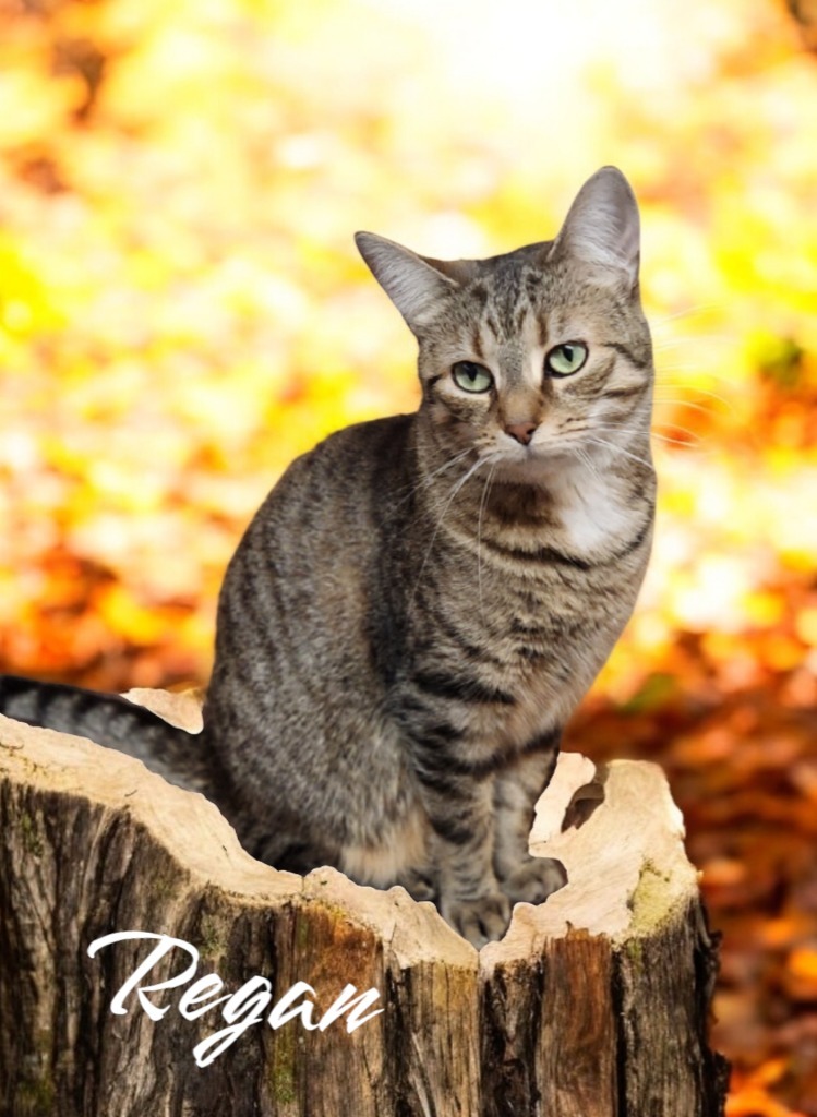 Regan, an adoptable Domestic Short Hair in Port Clinton, OH, 43452 | Photo Image 1