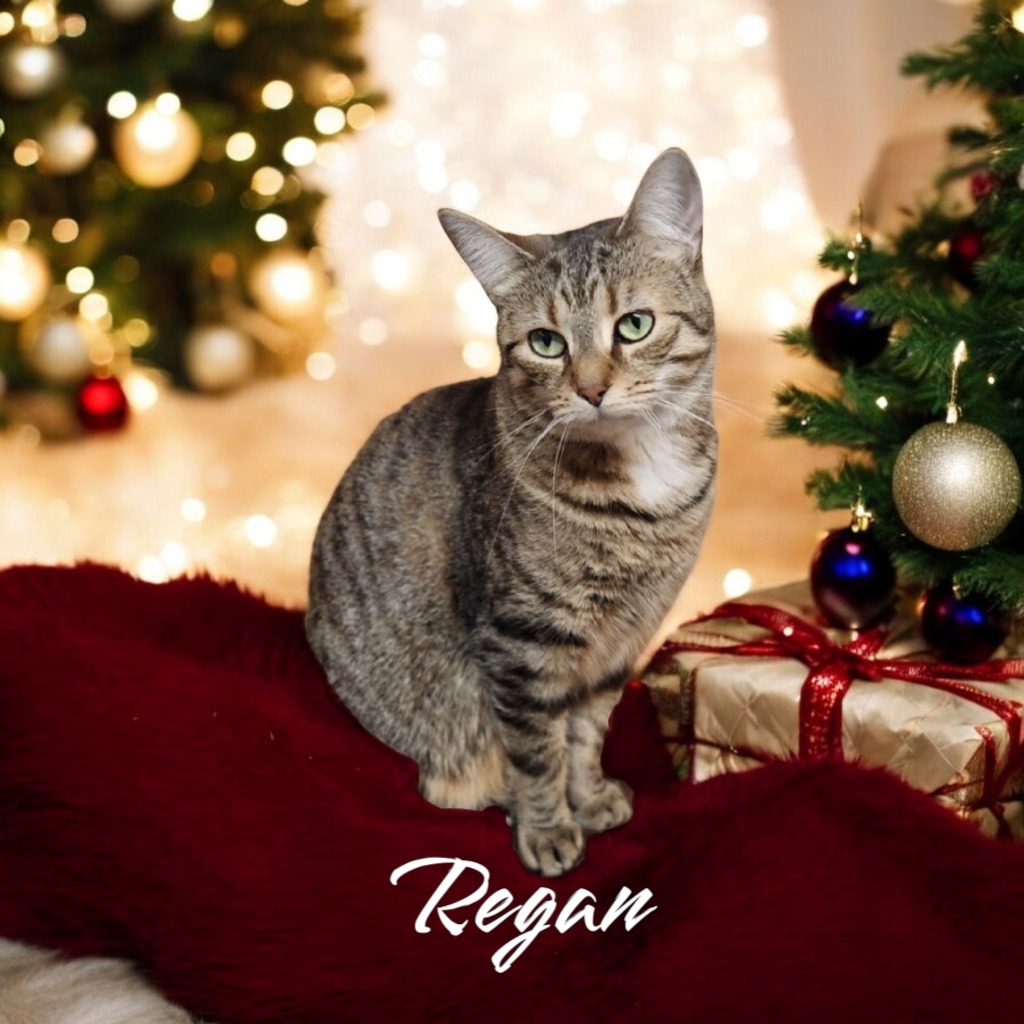 Regan, an adoptable Domestic Short Hair in Port Clinton, OH, 43452 | Photo Image 1