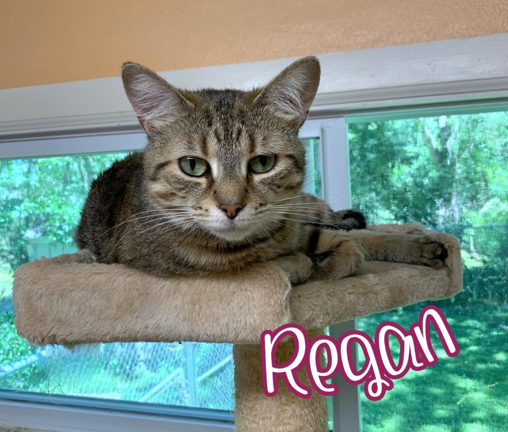 Regan, an adoptable Domestic Short Hair in Port Clinton, OH, 43452 | Photo Image 2