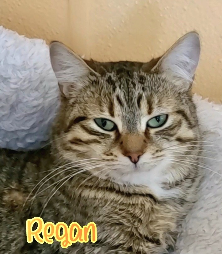 Regan, an adoptable Domestic Short Hair in Port Clinton, OH, 43452 | Photo Image 3