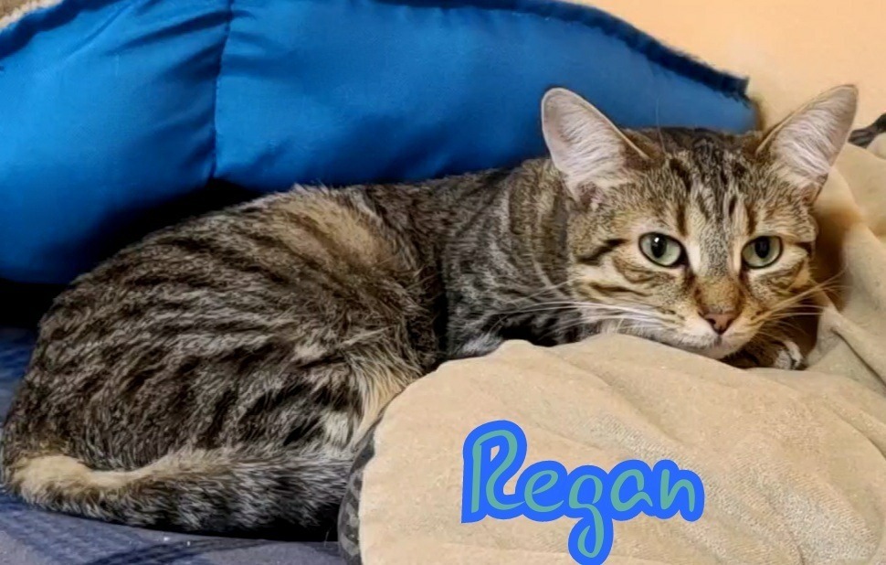 Regan, an adoptable Domestic Short Hair in Port Clinton, OH, 43452 | Photo Image 4
