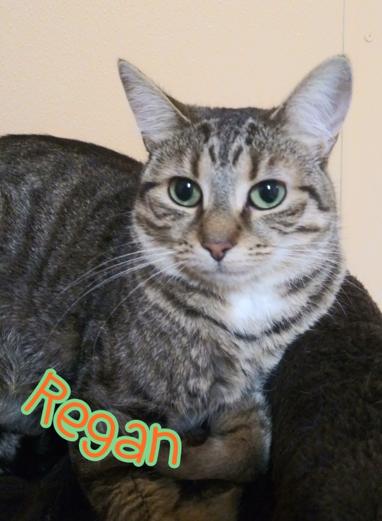 Regan, an adoptable Domestic Short Hair in Port Clinton, OH, 43452 | Photo Image 5