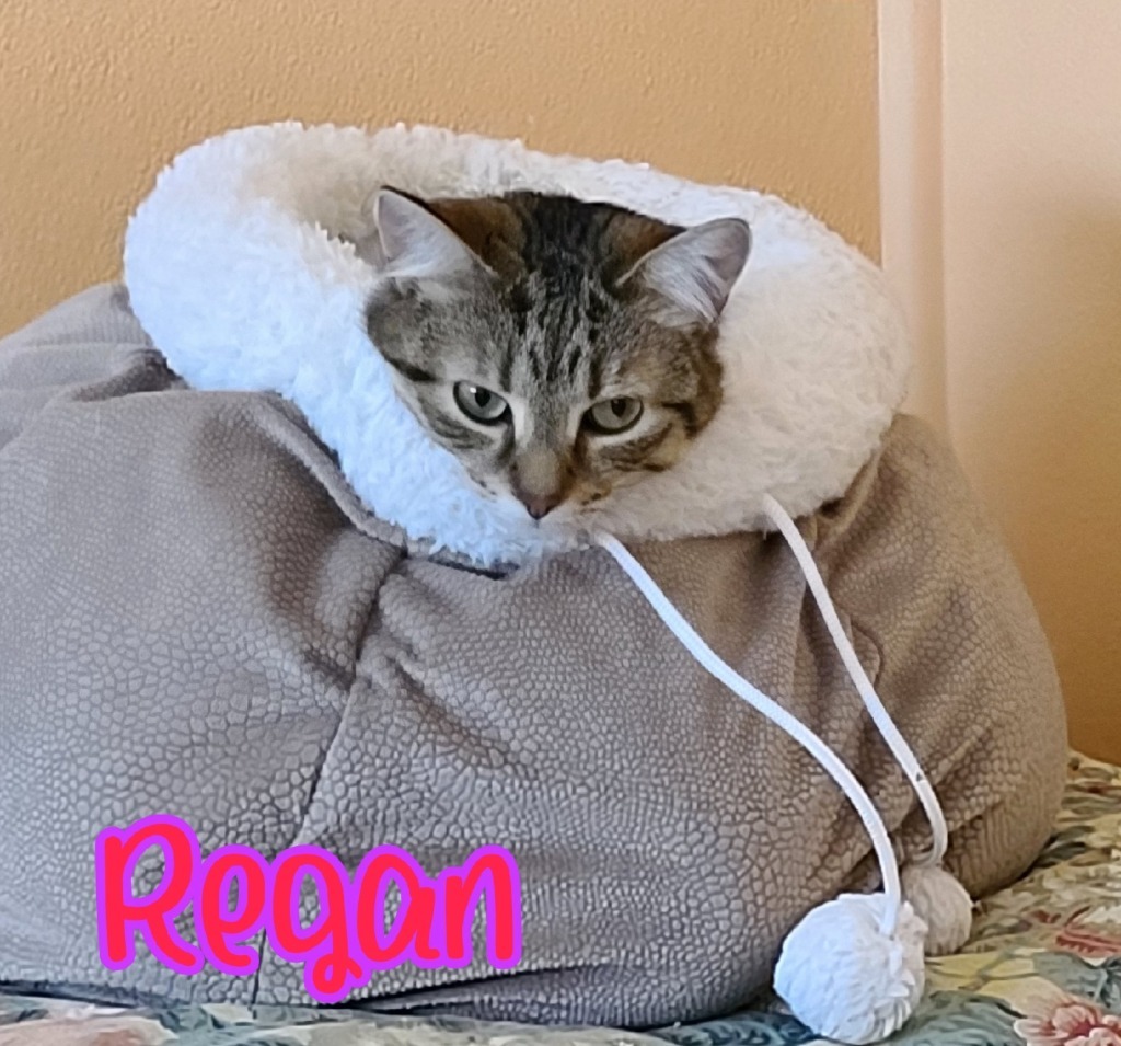 Regan, an adoptable Domestic Short Hair in Port Clinton, OH, 43452 | Photo Image 6