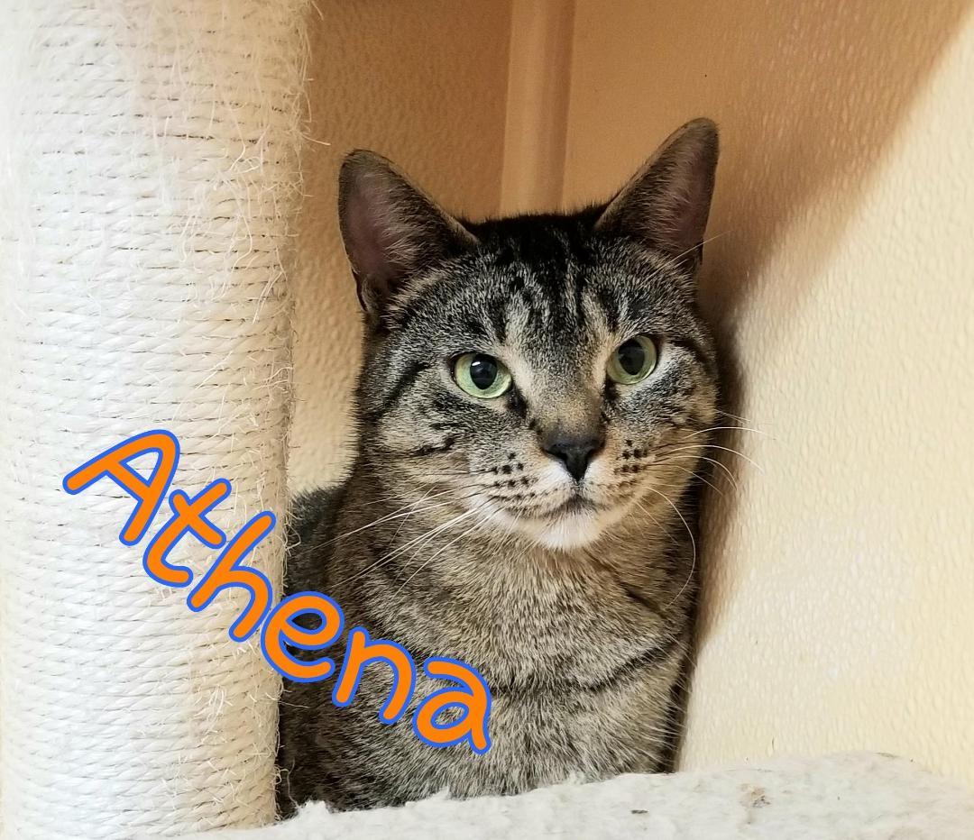 Athena, an adoptable Domestic Short Hair in Port Clinton, OH, 43452 | Photo Image 2