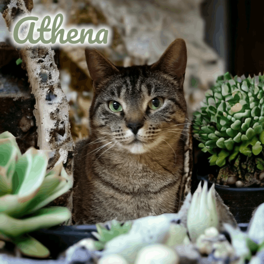 Athena, an adoptable Domestic Short Hair in Port Clinton, OH, 43452 | Photo Image 1