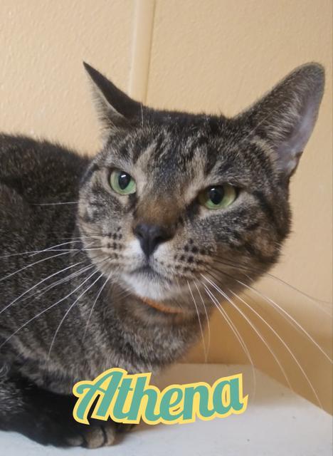 Athena, an adoptable Domestic Short Hair in Port Clinton, OH, 43452 | Photo Image 3