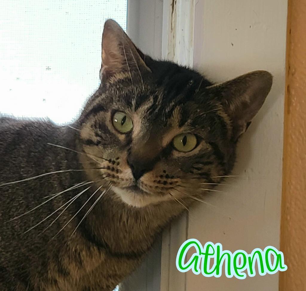 Athena, an adoptable Domestic Short Hair in Port Clinton, OH, 43452 | Photo Image 4