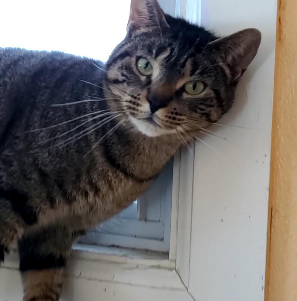 Athena, an adoptable Domestic Short Hair in Port Clinton, OH, 43452 | Photo Image 5