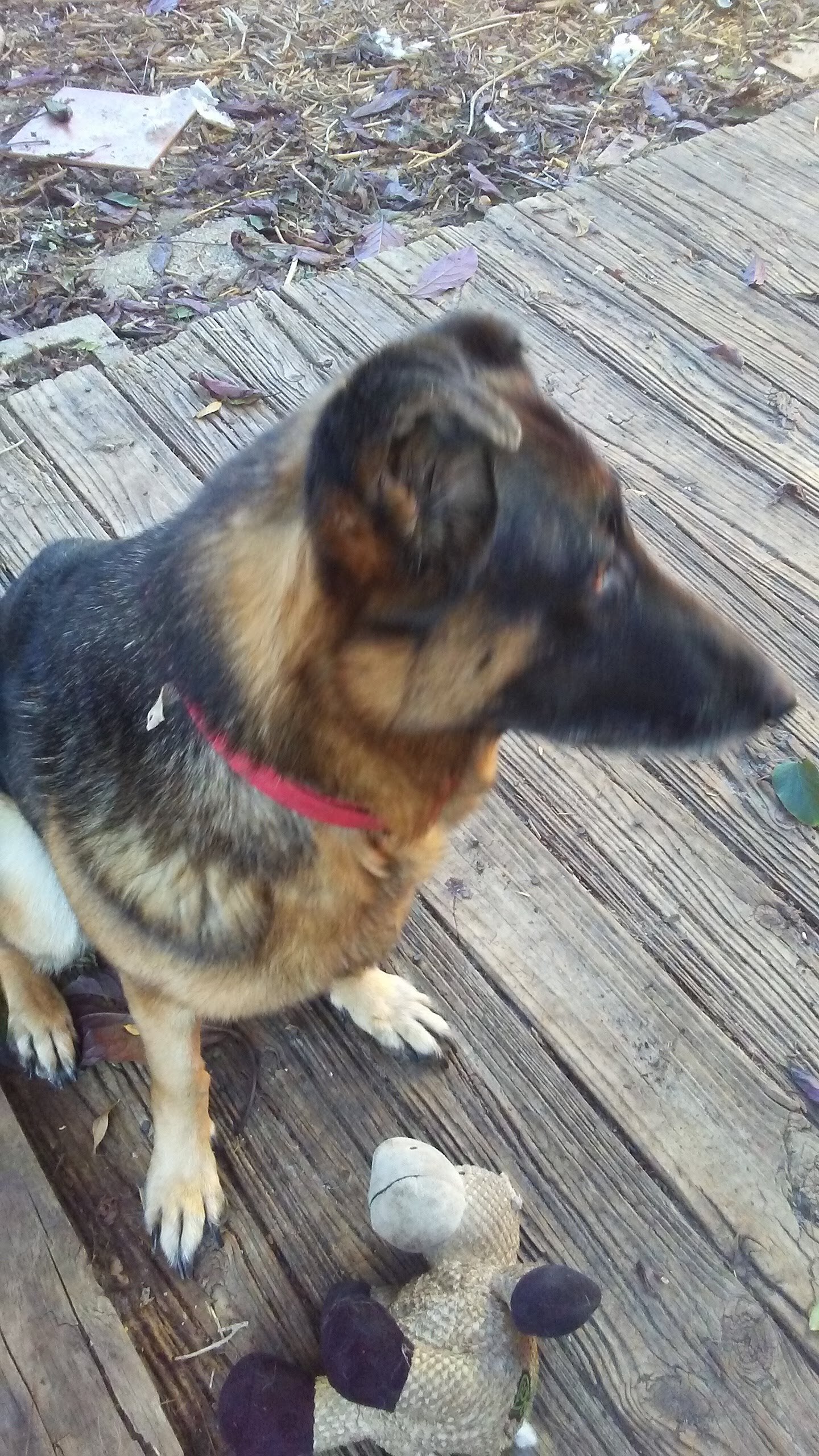 Fagan, an adoptable German Shepherd Dog in SAINT PETERSBURG, FL, 33713 | Photo Image 4
