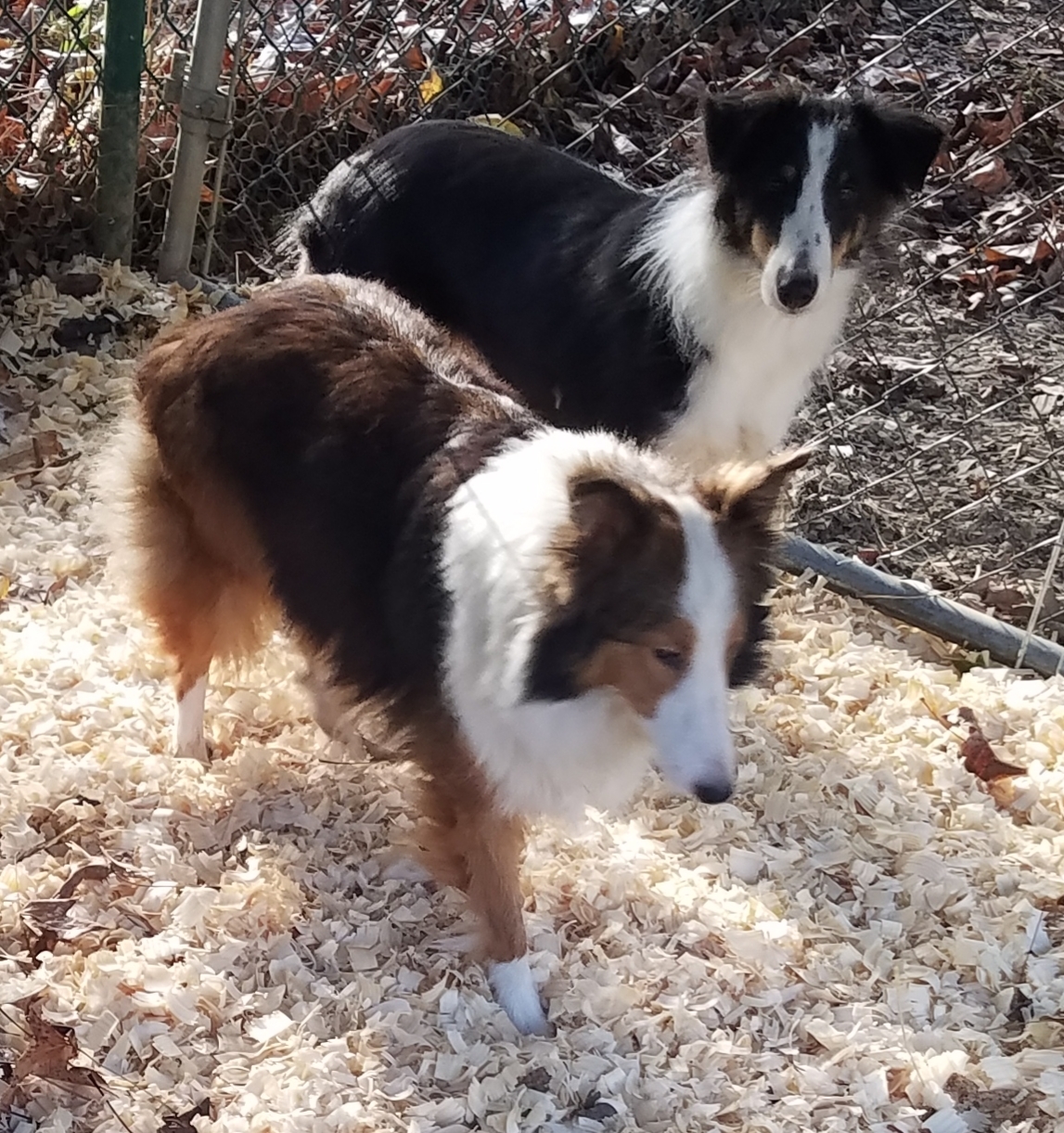 Becca, an adoptable Shetland Sheepdog / Sheltie in New Albany, IN, 47150 | Photo Image 2